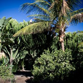 Hotel Rural Las Longueras (Valley of Agaete)