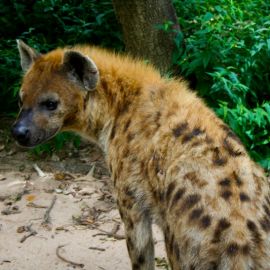 One day excursion The Gambia