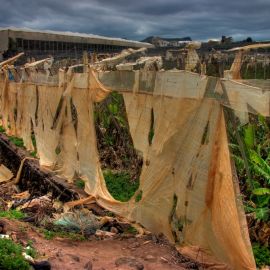 Death of a Bananafield