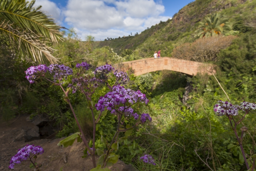 Red bridge at the Jard&iacute;n Canario botanical garden
