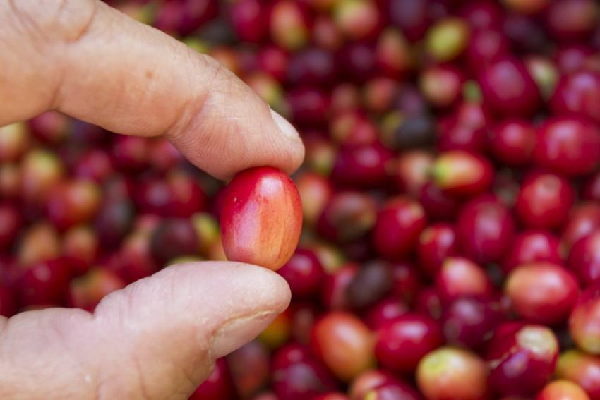 Gran Canaria's gourmet coffee 